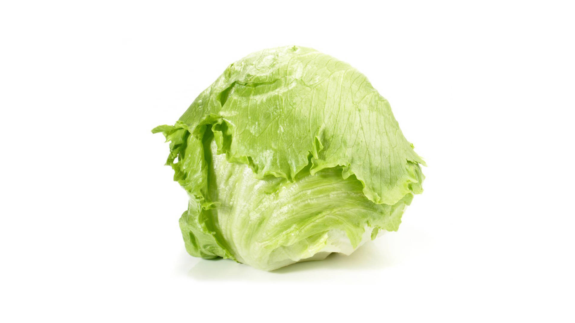 lattuga