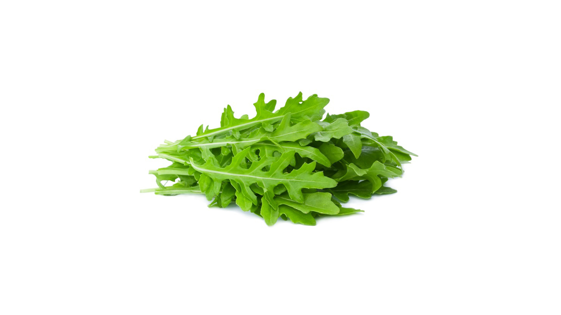 rucola